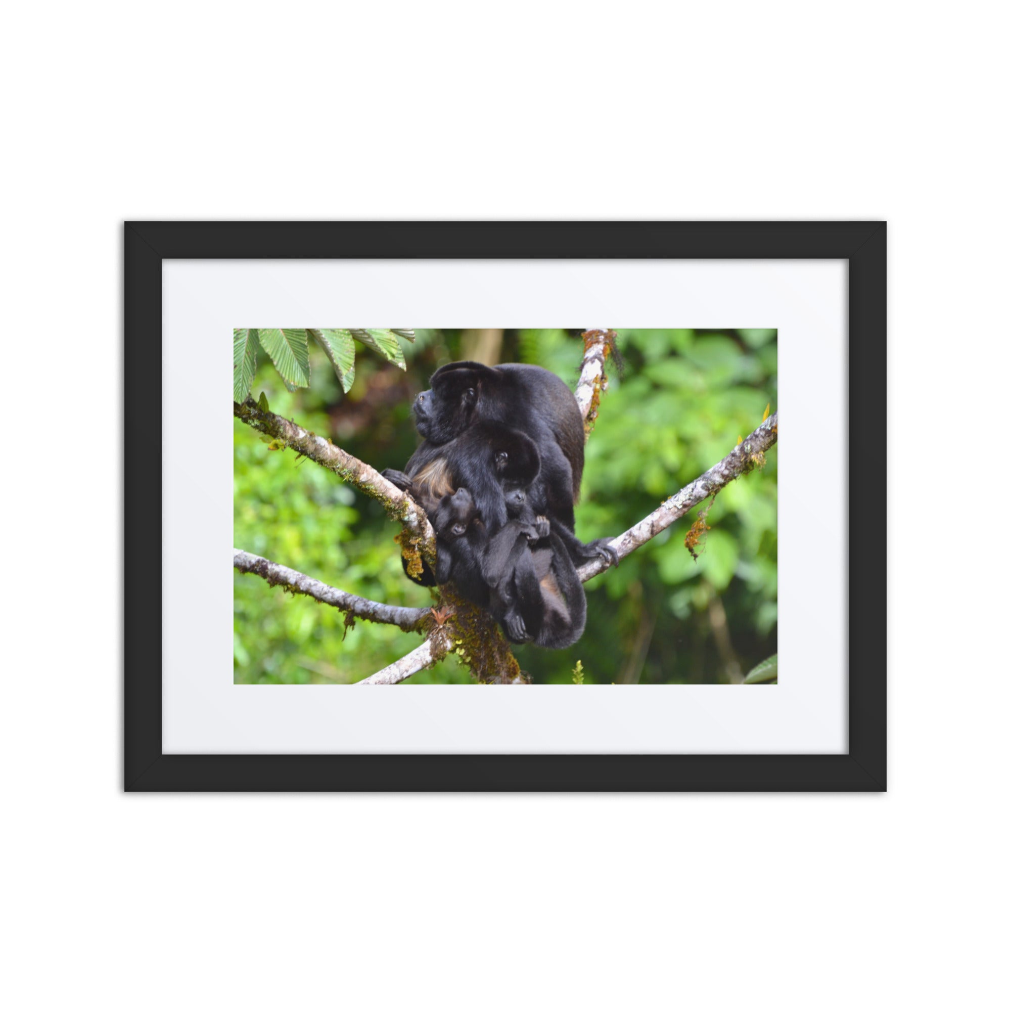 Framed photograph of a black monkey on a branch with a white border