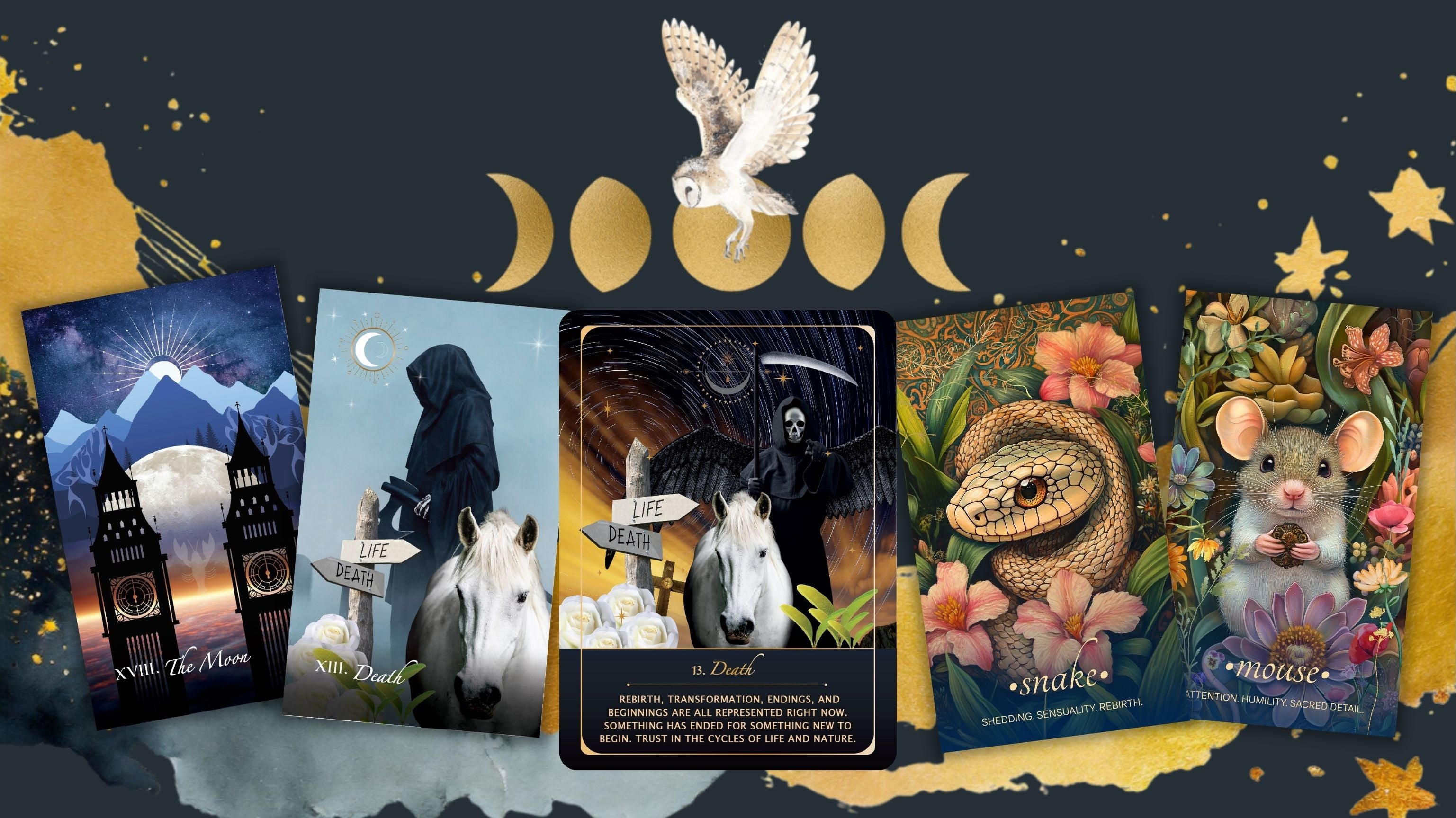 Coming Soon: Wild Urban Animal Oracle