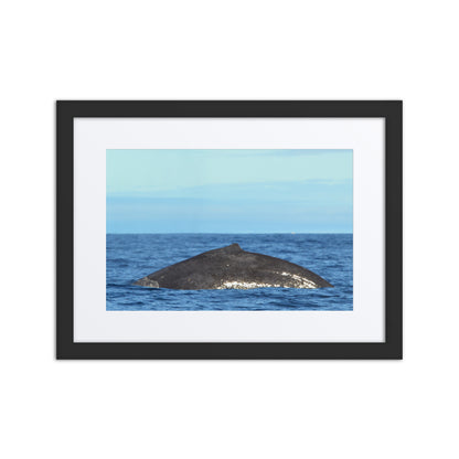 Framed photograph of a whale in the ocean with a black frame.